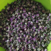 غنچه گل محمدی