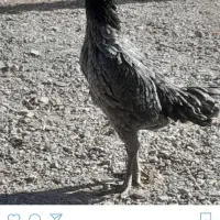 شاه مرغ لاری