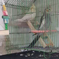 جفت عروس هلندی