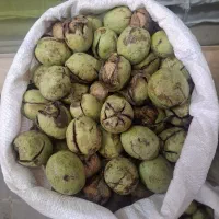 فروش گردو و فندق محلی  اشکور معاوضه با برنج