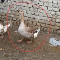 قوغاز نر جوان