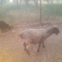 میش بره