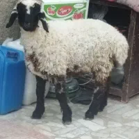 بره نرزابلی