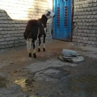گوسفند|حیوانات مزرعه|بروجرد, |دیوار