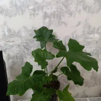 برگ انجیری فر