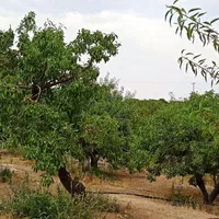 فروش زمین ۱۰۰۰ متری در احمدآباد|فروش زمین و ملک کلنگی|اصفهان, احمدآباد|دیوار