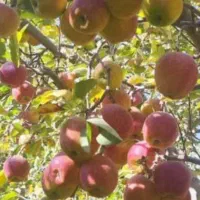 مشاوره کشت و کار ارگانیک|گل و گیاه طبیعی|مشهد, کلاهدوز|دیوار