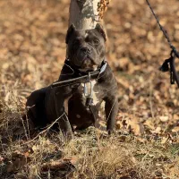 سگ آمریکن بولی پوکت بلو