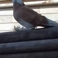 کبوتر نر