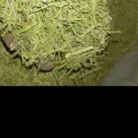 خارشترآماده تحویل جوین|لوازم جانبی حیوانات|عطاملک, |دیوار