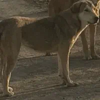 سگ ماچ عراقی