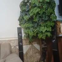 درختچه انگور زینتی