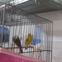 یاسمین طلایی طوسی سهره قناری