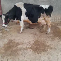 گاو گوساله ماده