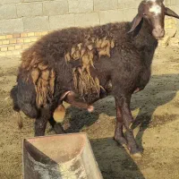 کردستانی اصل هرکول ماشالله گوساله راندن بشرط