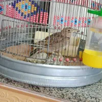 سهره خاکی نر سالم و سرحال