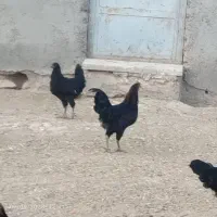 خروس سیاه