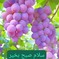 باغ با موقعیت تجاری یا اداری