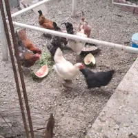 فروش مرغ تخم گذار