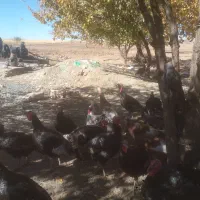 بوقلمون رسمی برنز