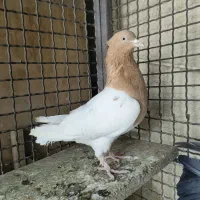 تعدادی نر و ماده کله سینه  پشتی