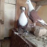 کلاغ نروماده