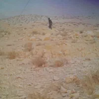 کارگر ساده جهت کاشت نهال