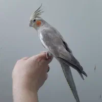 عروس هلندی ماده