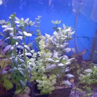 بار گیاه طبیعی رسید