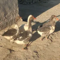 غاز|حیوانات مزرعه|هیرمند, |دیوار