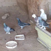 هفت عدد شقشقی معاوضه با تسبیح