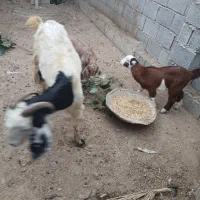 بز و کهره|حیوانات مزرعه|بندر گناوه, |دیوار