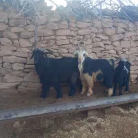 سلام وقت بخیر