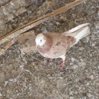 حراج کله سرخ دوبال. هفت رنگ هفصددوتا|پرنده|تاکستان, |دیوار