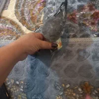 عروس هلندی