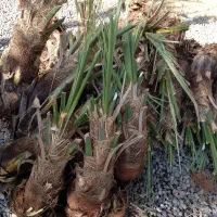 فسیل مضافتی