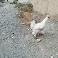 مرغ