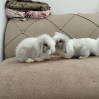 بچه خرگوش لوپ اصل|موش و خرگوش|تربت جام, حافظ|دیوار