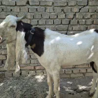 حیوانات مزرعه