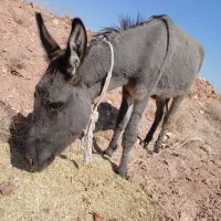 خر فروشی|حیوانات مزرعه|نیمبلوک, |دیوار