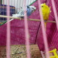 جفت مرغ عشق پروانه ای