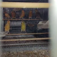 قناری|پرنده|اصفهان, خواجه عمید|دیوار