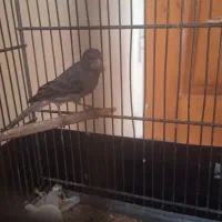 قناری رازا|پرنده|تهران, نیروی دریایی|دیوار