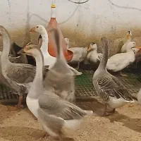 غاز محلی وقوغاز اکراینی