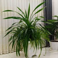 گل پاندانوس