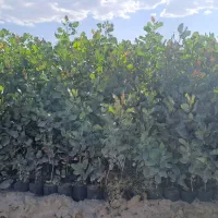 نهال پسته موحد