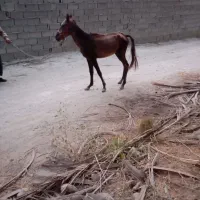 کره اسب نریان