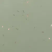 فروش|ماهی|نیشابور, مازول|دیوار