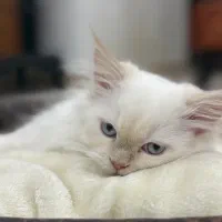 شاه توله هیمالین