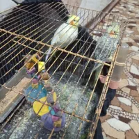 جفت عروس هلندی دارم